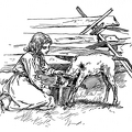 How the calf was fed