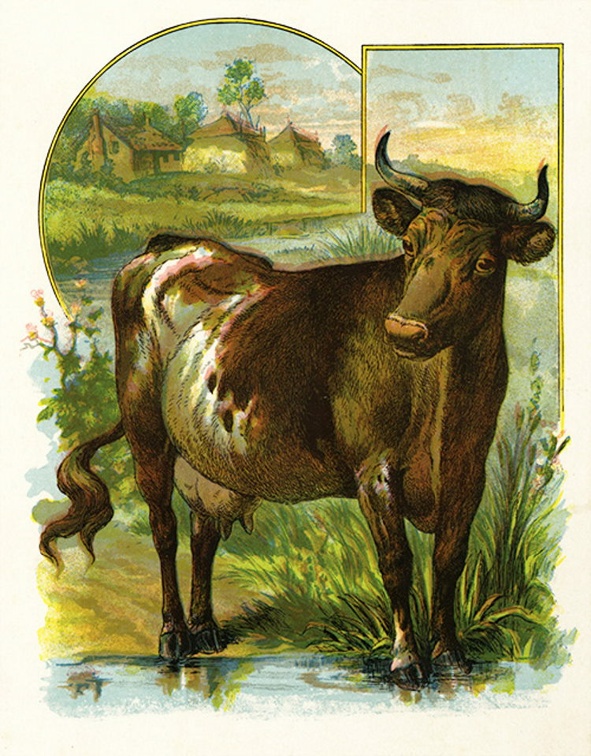 The Cow.jpg
