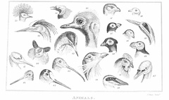 Parts of Birds