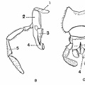 Mouth appendages of cockroach