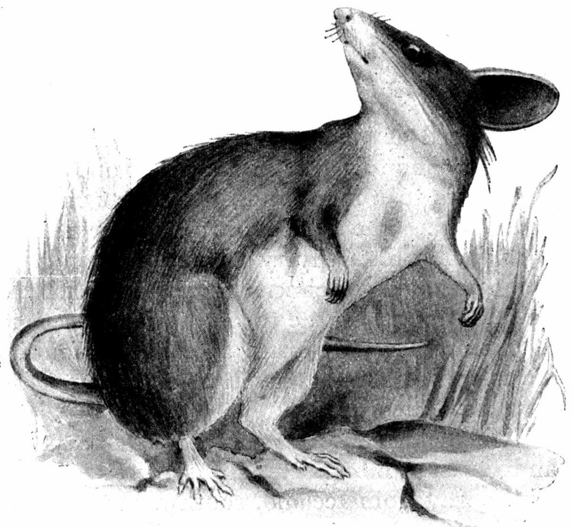 The field-mouse (Apodemus sylvaticus).jpg