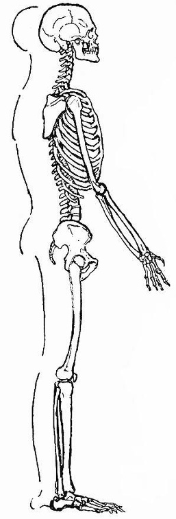 Human skeleton and Body outline