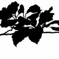 Beech Leaves - silhouette