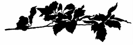 Beech Leaves - silhouette