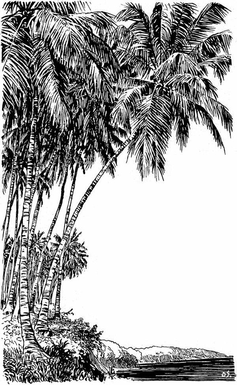 Coconut palms on the beach.jpg