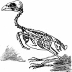 Skeleton of the canary