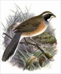 Many-coloured Ground Finch