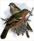 Red-breasted Plant-cutter