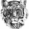 Tiger head.jpg