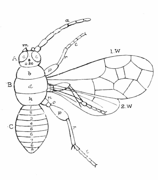Body of an insect.jpg