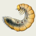 Stethaspis suturalis - Larva