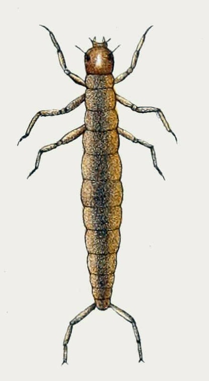Colymbetes rufimanus - Larva.jpg
