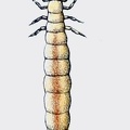 Dryocora howittii - Larva