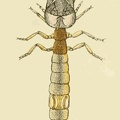 Cicindela tuberculata - Larva