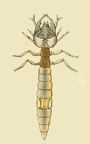 Cicindela tuberculata - Larva