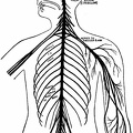 The Nervous System.jpg