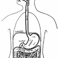 The food route in the digestive system.jpg