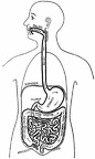 The food route in the digestive system
