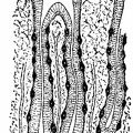 A longitudinal section of stomach, or peptic, glands
