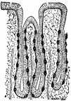 A longitudinal section of stomach, or peptic, glands