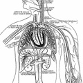 Diagram of the circulatory system
