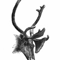 Head and Antlers of the Arctic Reindeer