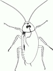 Cockroach  (Roach)