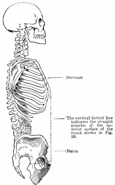 Skeleton of head and trunk.jpg