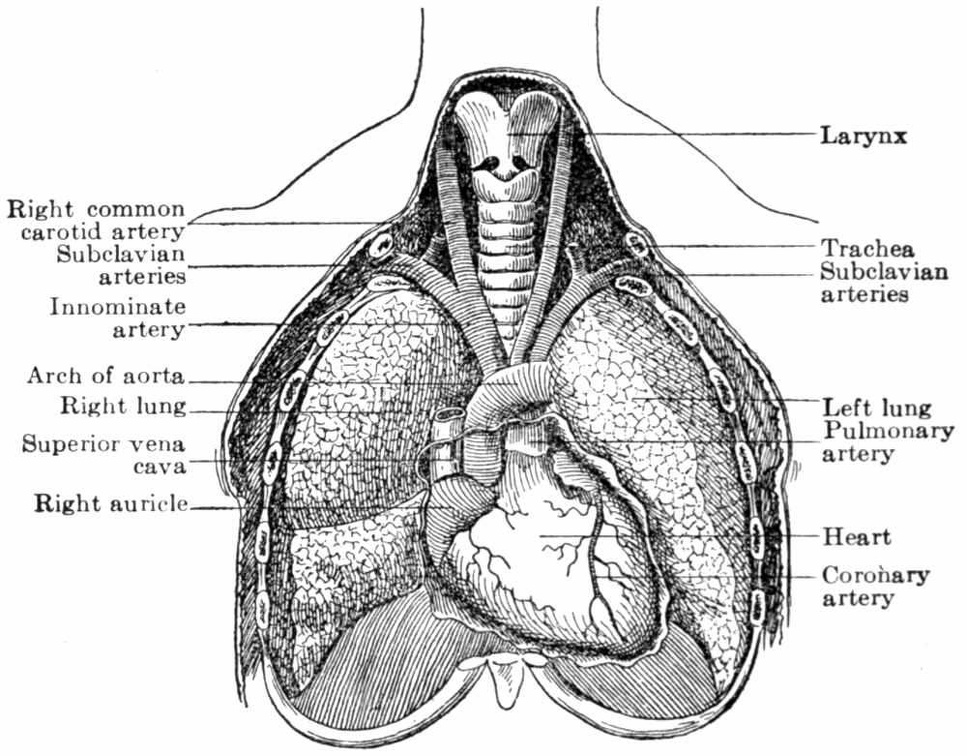 Front view of heart and lungs, showing relations to other thoracic organs.jpg