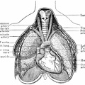 Front view of heart and lungs, showing relations to other thoracic organs