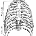 The bony thorax, anterior view