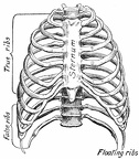 The bony thorax, anterior view
