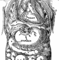 Location of the viscera of the body.jpg