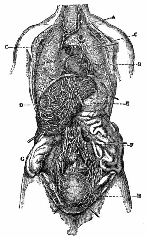 The ribs removed, showing relation of thoracic to abdominal viscera