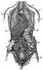 The ribs removed, showing relation of thoracic to abdominal viscera
