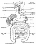 General scheme of the digestive tract