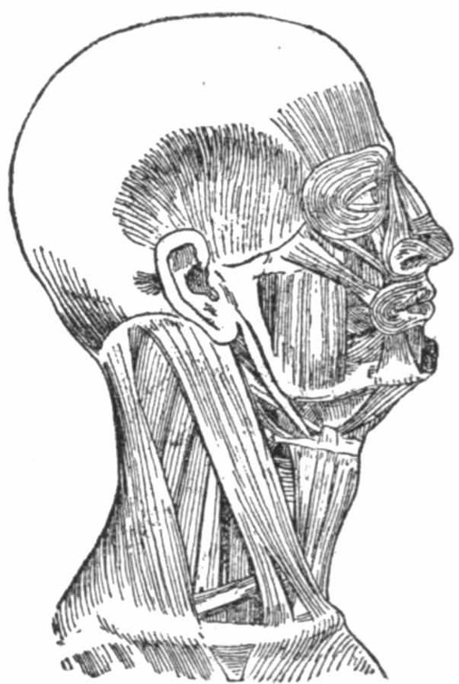 Muscles of the right side of the head and neck.jpg
