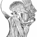 Muscles of the right side of the head and neck
