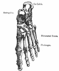 Upper surface, bones of foot