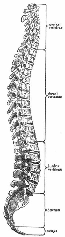 The spinal column.jpg
