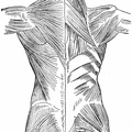 Muscles of the posterior surface of the trunk