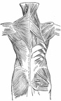 Muscles of the posterior surface of the trunk