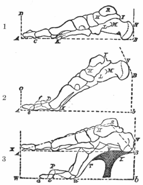 The natural and artificial positions of the foot.jpg