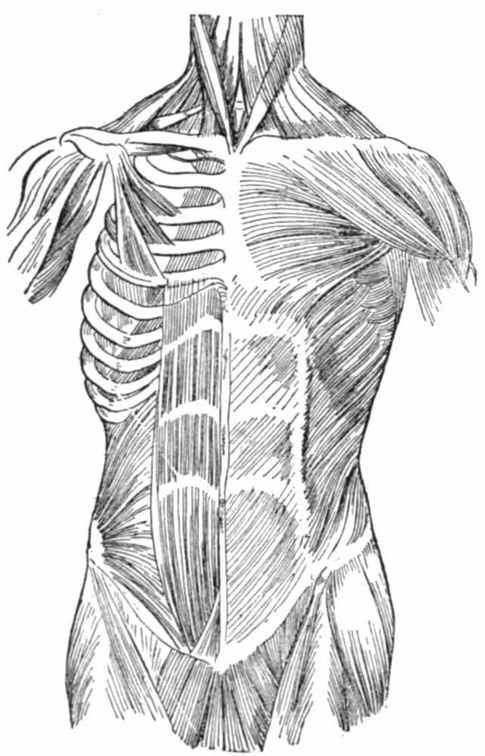 Muscles of the anterior surface of the trunk 2.jpg