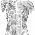 Muscles of the anterior surface of the trunk 2.jpg