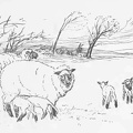 Ewe with baby lambs.jpg