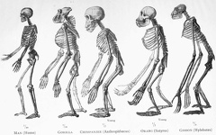 Skeletons of five anthropoid apes
