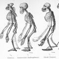Skeletons of five anthropoid apes.jpg