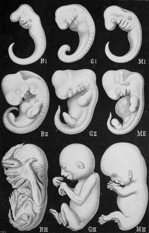 Embryos of three mammals.jpg