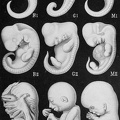 Embryos of three mammals
